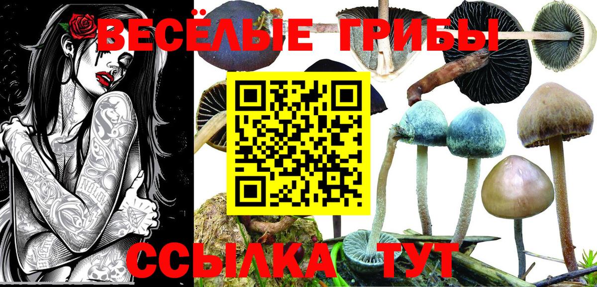 Вольск  хочу   Вход с VPN  Псилоцибиновые грибы мицелий 